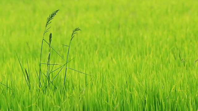 稻田和风的景观视频素材