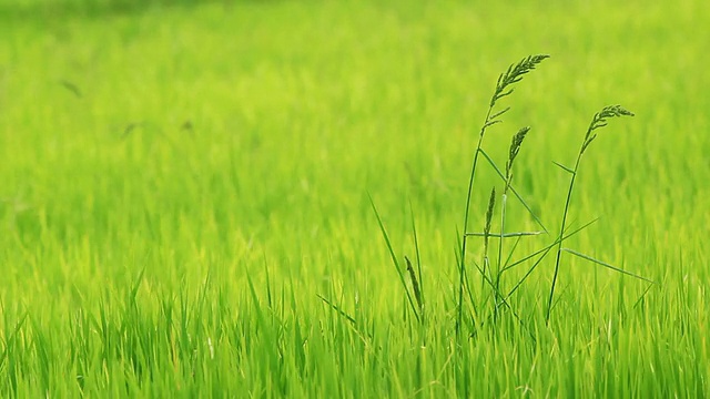 稻穗在风中飘扬视频素材