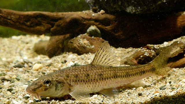 Gudgeon。Gobione视频素材画面1