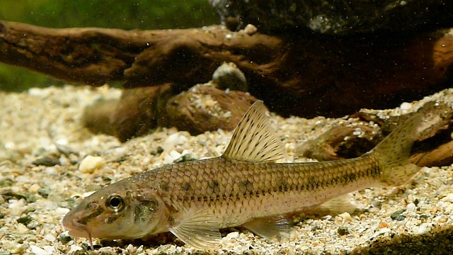 Gudgeon。Gobione视频素材画面2