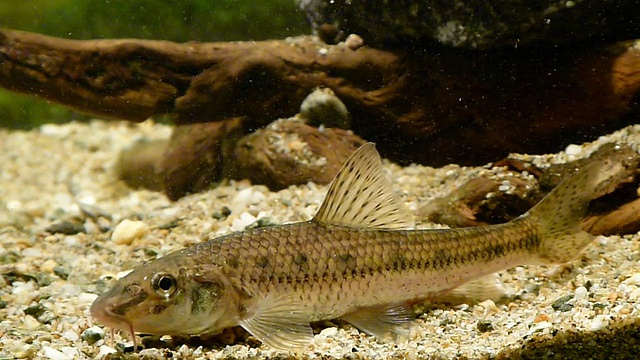 Gudgeon。Gobione视频素材画面3