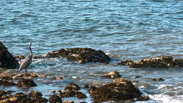 海中岩石上的苍鹭视频下载