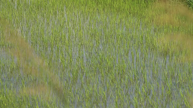 大米的农场视频下载