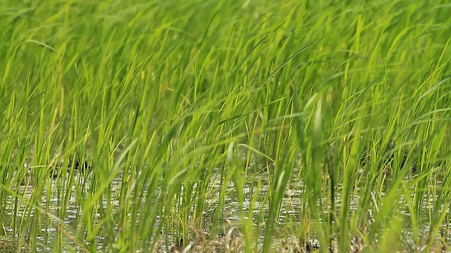 大米的农场视频素材