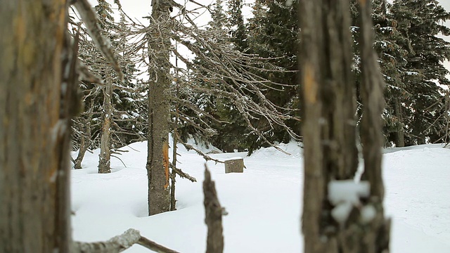 在冬天的森林里，人们在雪地上奔跑视频素材