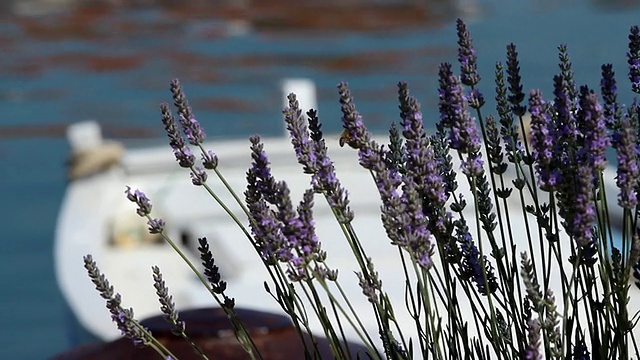 海船和薰衣草视频素材