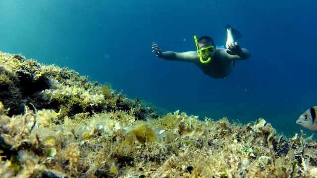 潜水员和海洋视频素材