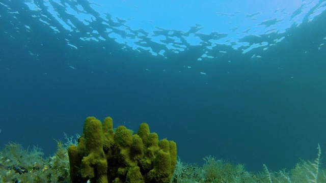 海藻和鱼视频素材