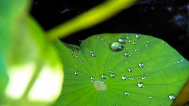 雨莲视频下载