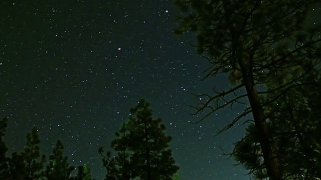 夜空中的星星穿过松树林视频素材