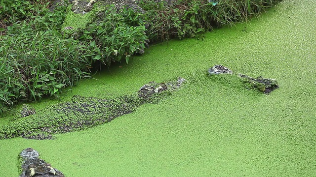 河里的鳄鱼视频素材