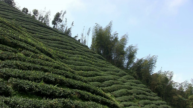 亚洲的茶园视频素材