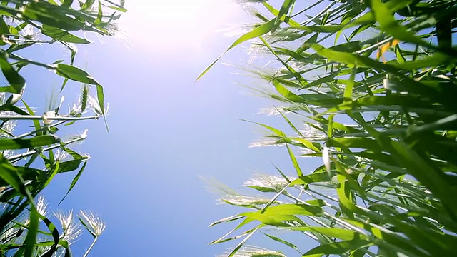 绿色田野波浪的夏季地面风背景高清视频素材