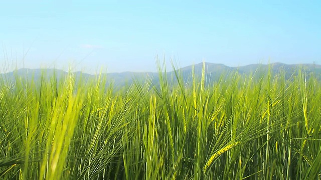 大麦视频素材