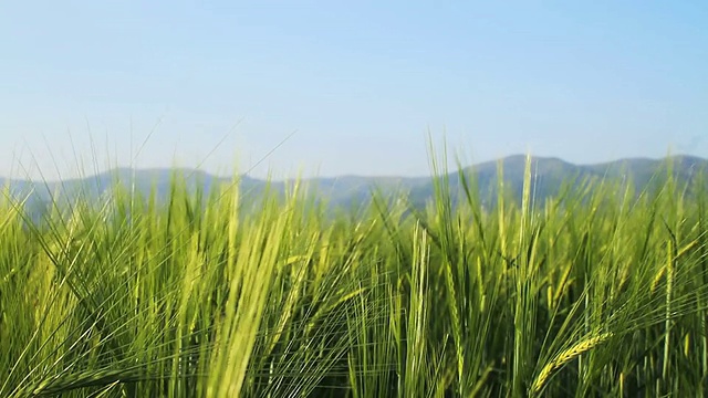 大麦视频素材