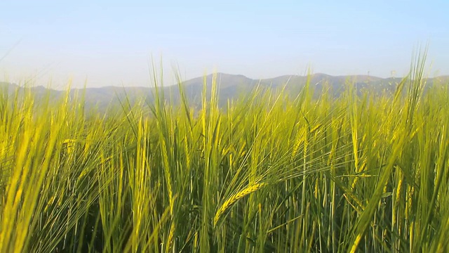 大麦视频素材