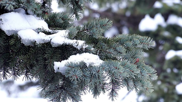 带雪的皮草树枝视频素材