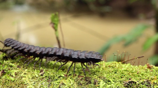 巨型平背千足虫(Fam。Polydesmidae)视频素材