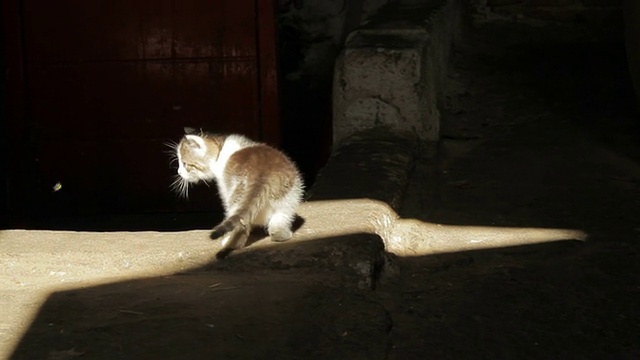 小猫玩视频素材