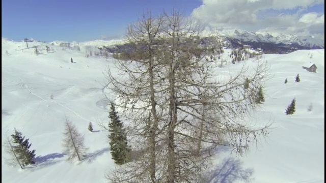 航拍:在滑雪胜地的落叶松上飞过视频素材