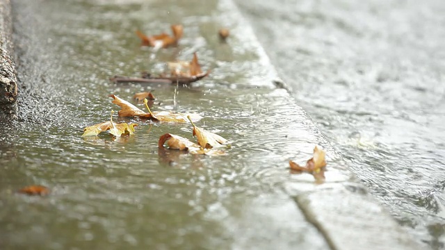 秋叶下的雨视频素材