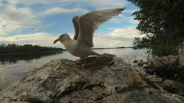 海鸥盛宴视频下载