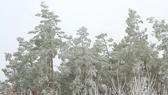 在一个多云的冬日，高大的松树被雪覆盖着视频素材