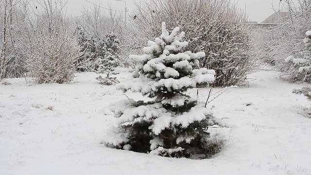 雪花睡着了云杉在白雪覆盖的公园里视频素材