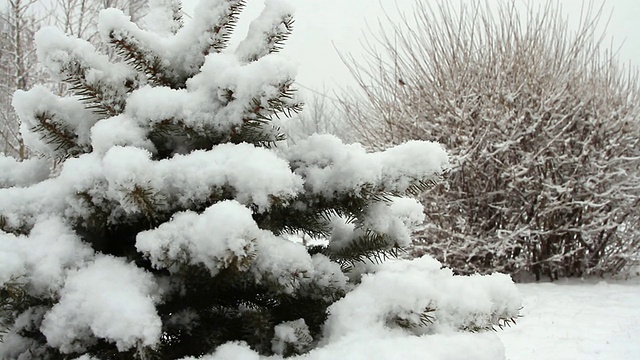 雪花睡着了云杉在白雪覆盖的公园里视频素材