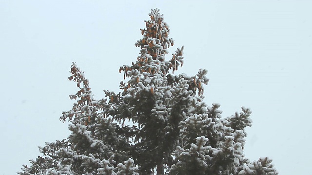 在冬天的雪景下，一棵高高的云杉视频素材