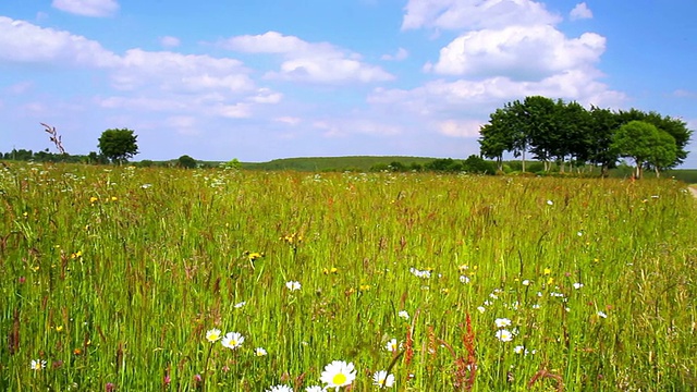 比利时乡村夏日草地。视频素材