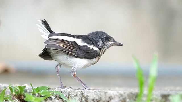 母鸟将昆虫传给后代视频素材