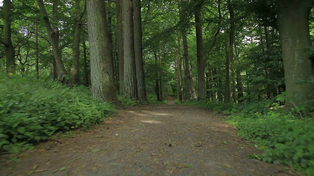 在夏日的山毛榉林中漫步视频素材