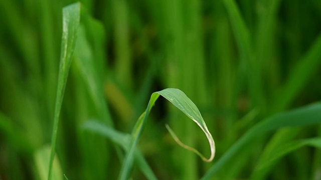 白尾蜻蜓离开了位置，回来了视频素材