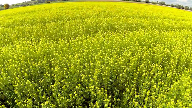 低飞在油菜地上视频素材