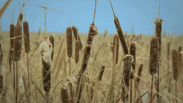 湿地植物视频下载