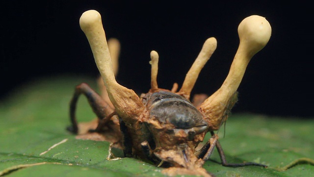 感染蟋蟀的虫草真菌视频素材画面1