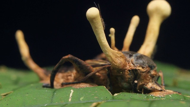 感染蟋蟀的虫草真菌视频素材画面2