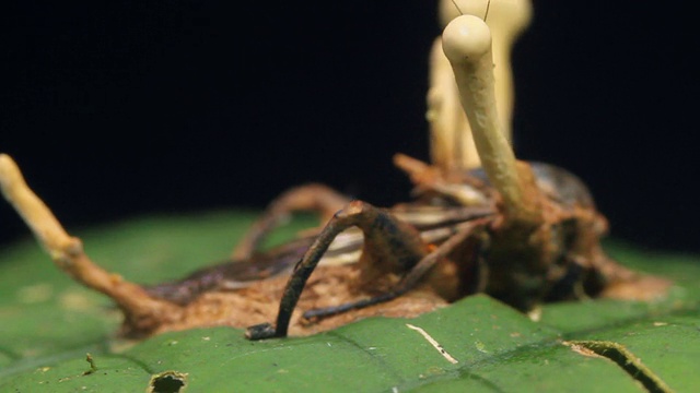 感染蟋蟀的虫草真菌视频素材画面3