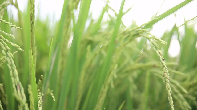 绿油油的田野里，稻秆在风中摇曳，高清视频视频素材