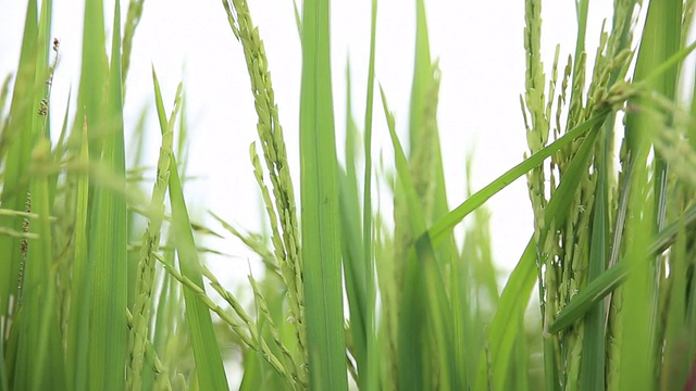 绿油油的田野里，稻秆在风中摇曳，高清视频视频素材