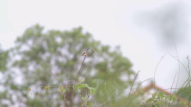 鲜亮的柠檬树在树上发芽视频素材