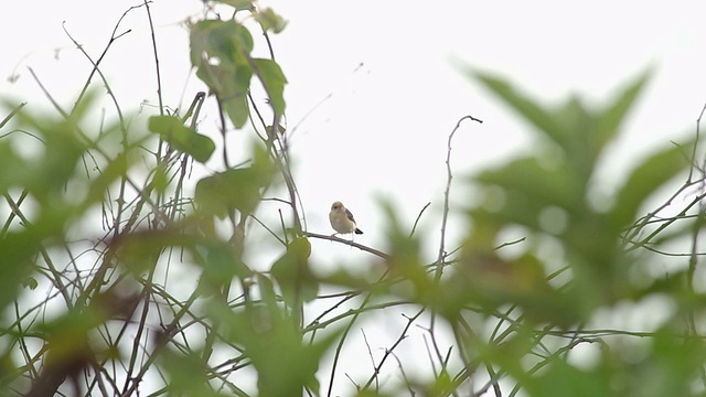 枝上有一顶鲜艳的梅花鸟视频素材