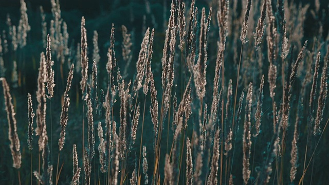 日落时的草地视频素材