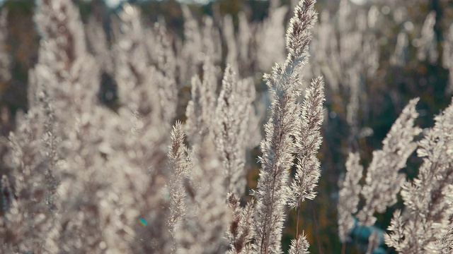 冬季冰冻植物特写视频素材