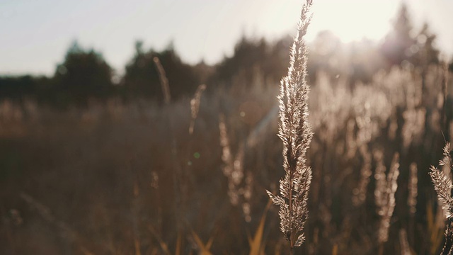 日落时的草地视频素材