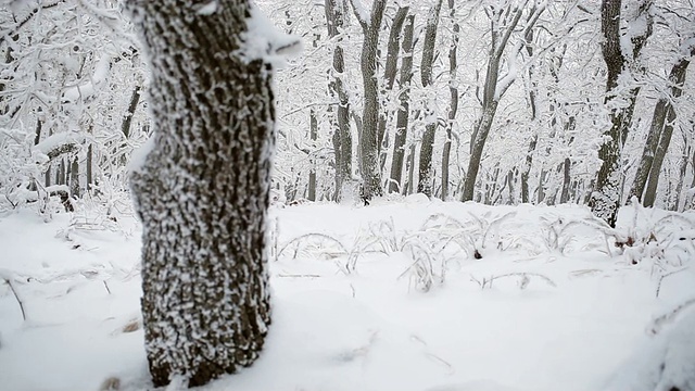 冬天女人在雪地上跑步视频素材