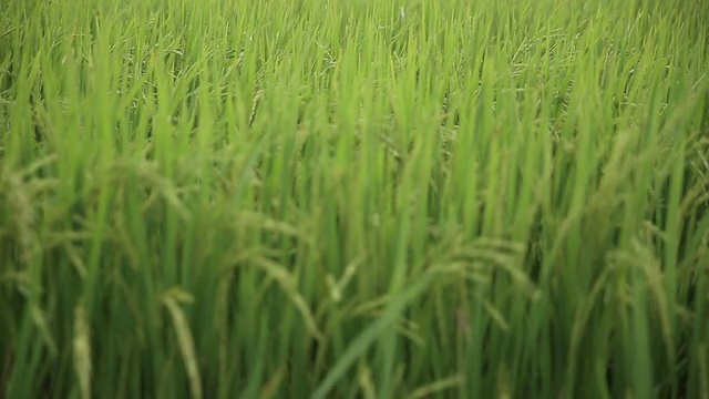 绿油油的田野里，稻秆在风中摇曳，高清视频视频素材