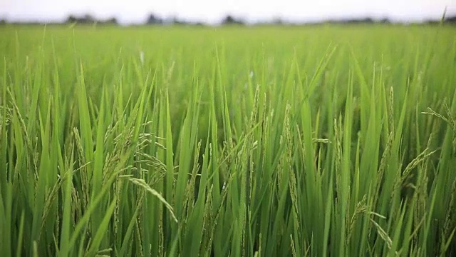 绿油油的田野里，稻秆在风中摇曳，高清视频视频素材