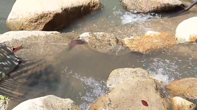 视频花园池塘景观设计瀑布在砂岩岩石与绿色水生植物视频素材